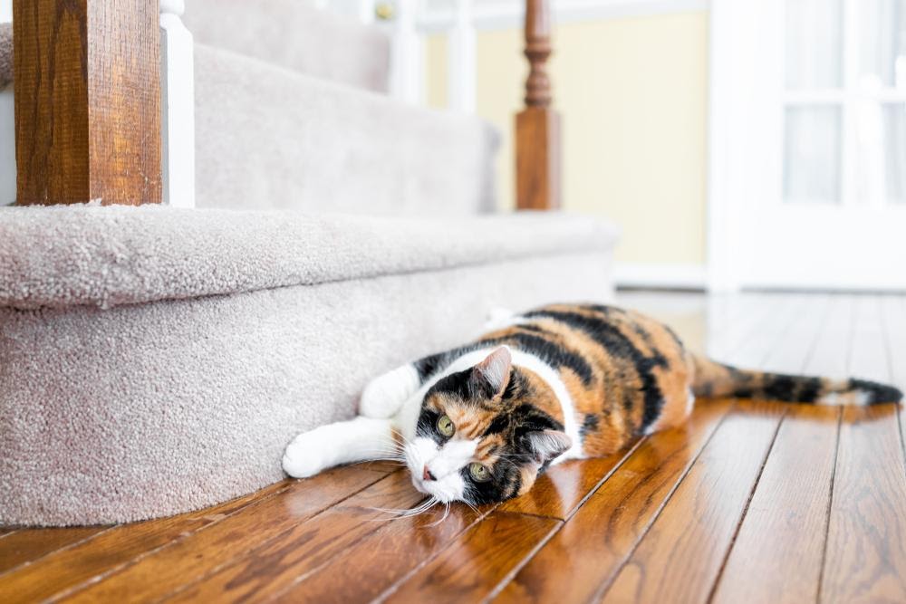 cat scratching carpet on stairs