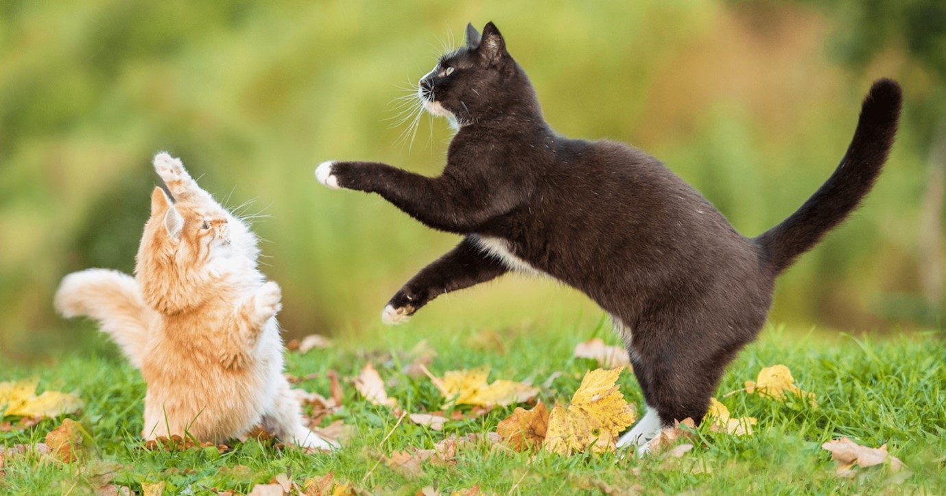 Кошки дерутся или играют: как определить и как помочь