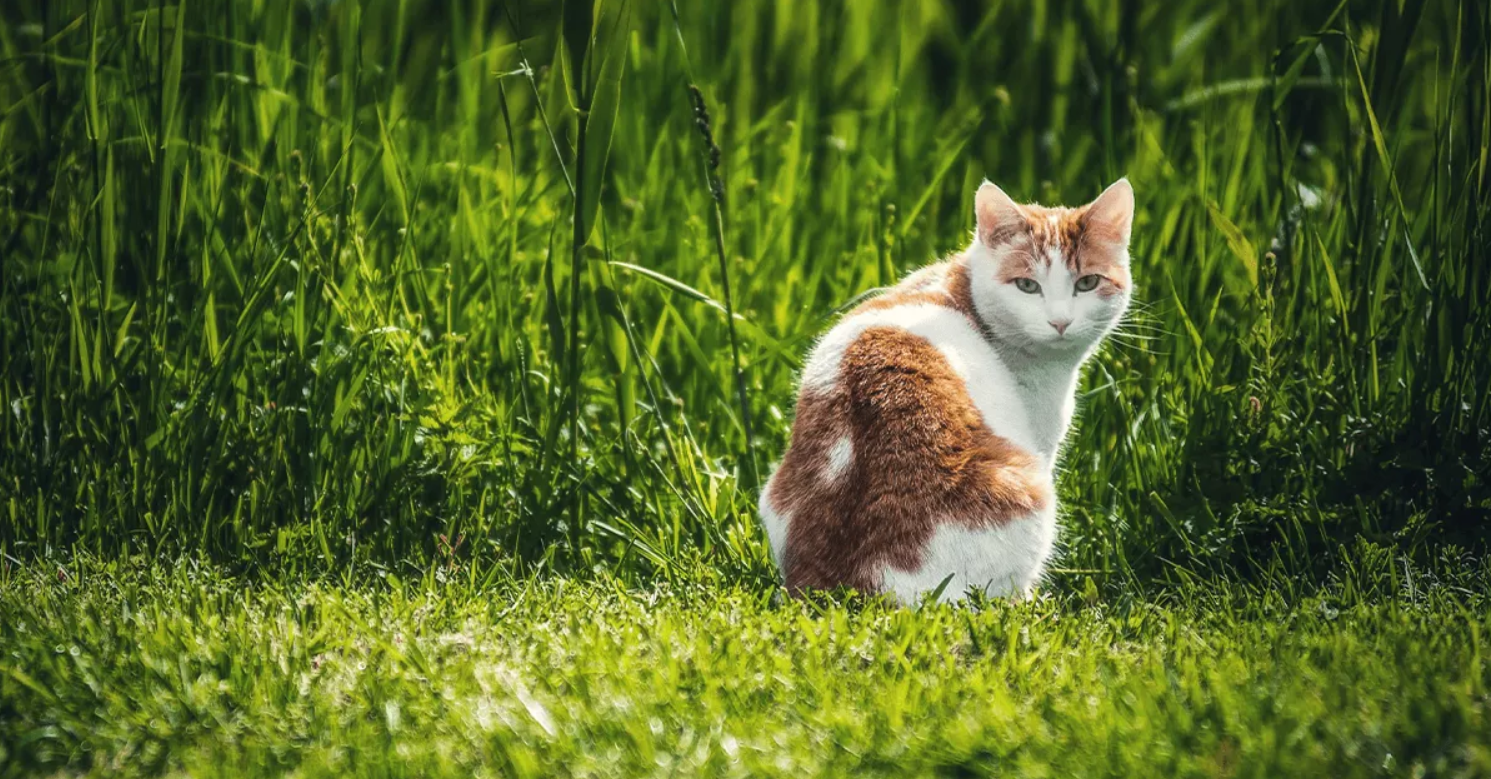 Зачем кошки едят траву? Мнение кошки