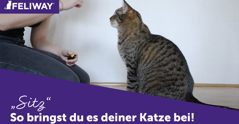 Katzen Tricks beibringen | 3 Profi-Tricks mit Videos von Daniela Ranftler
