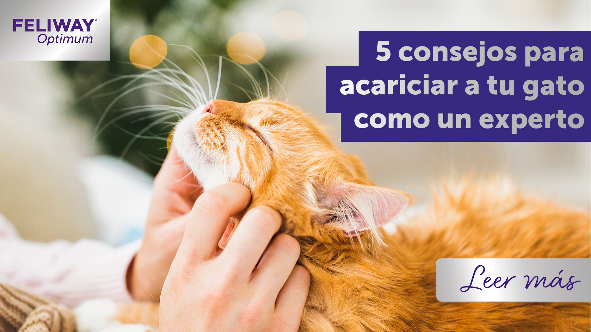 Enfermedad infecciosa Dureza Cantina 5 consejos para acariciar a tu gato como un experto