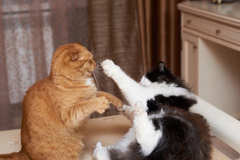 Expert Q&A: Cat Rivalry