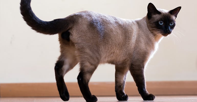 Siamkatze Charakter elegante  Katze