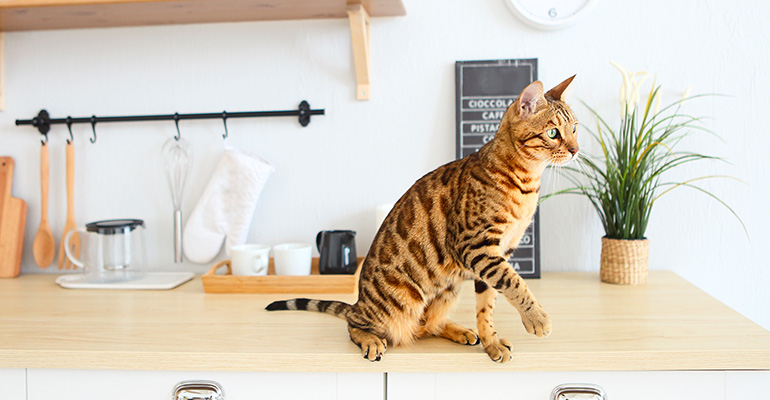 Bengal Katze Charakter auf der Küchenanrichte