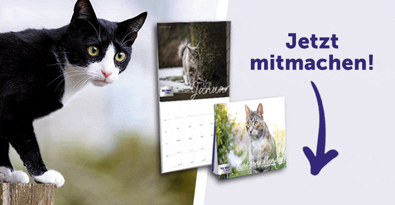 Katze im FELWAY Katzenkalender