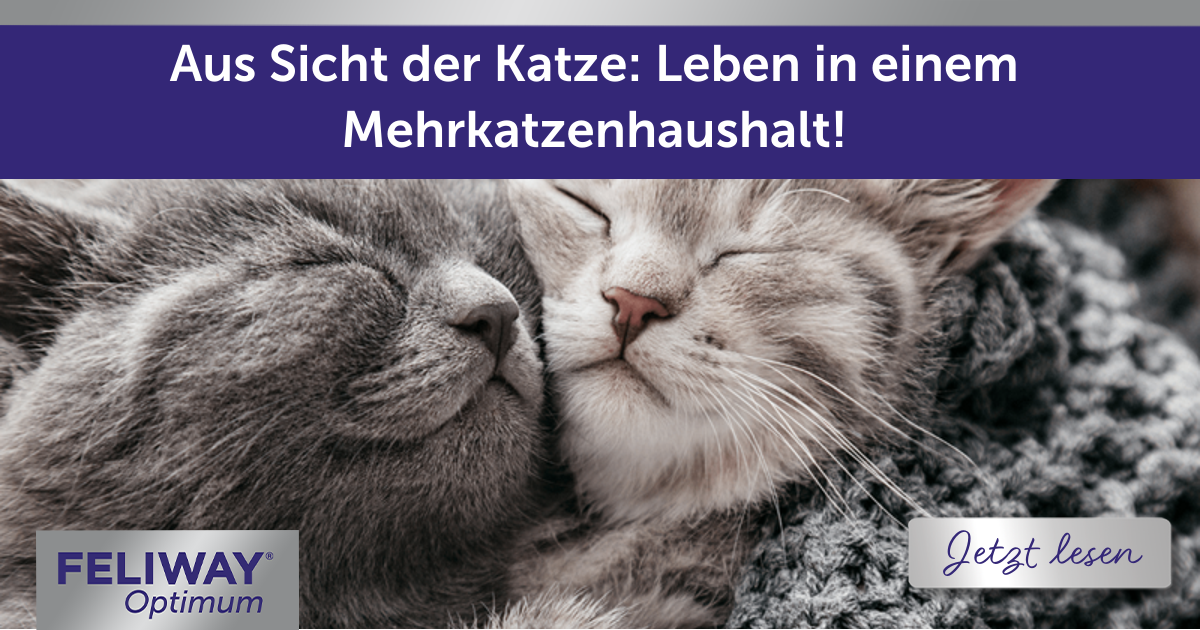katze befriedigen mit wattestäbchen Fortpflanzung und Paarungsverhalten bei Katzen main image 1