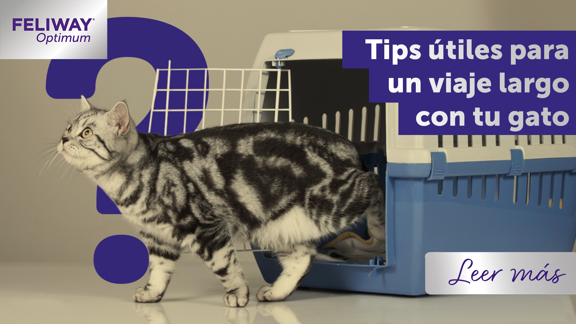 Consejos útiles para viajes con gatos