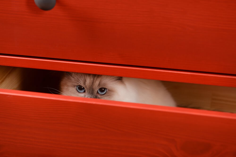 gato escondido na gaveta