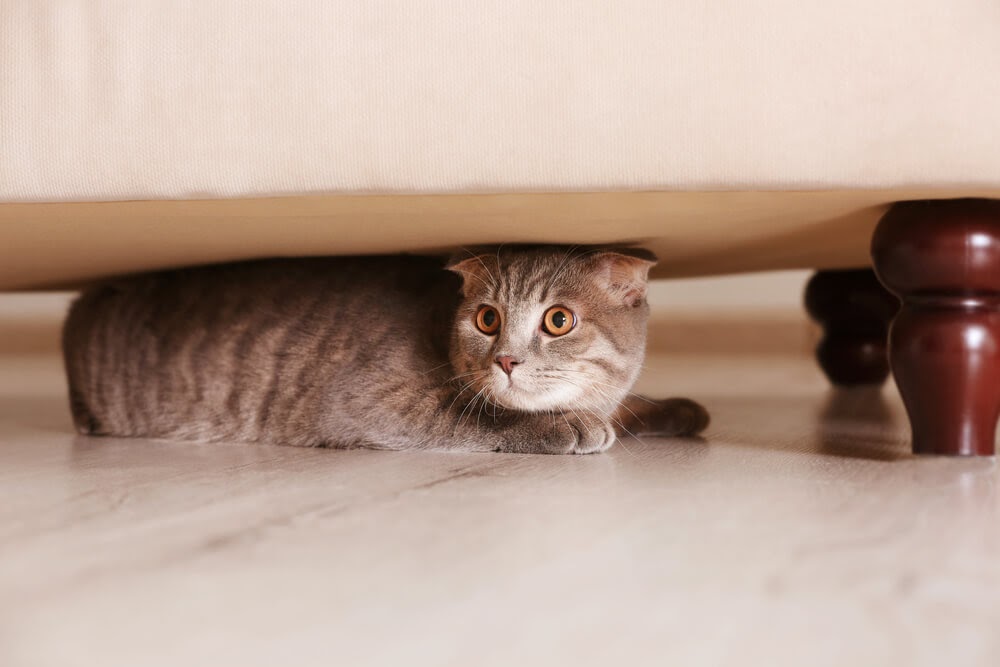 gato escondido debaixo do sofá