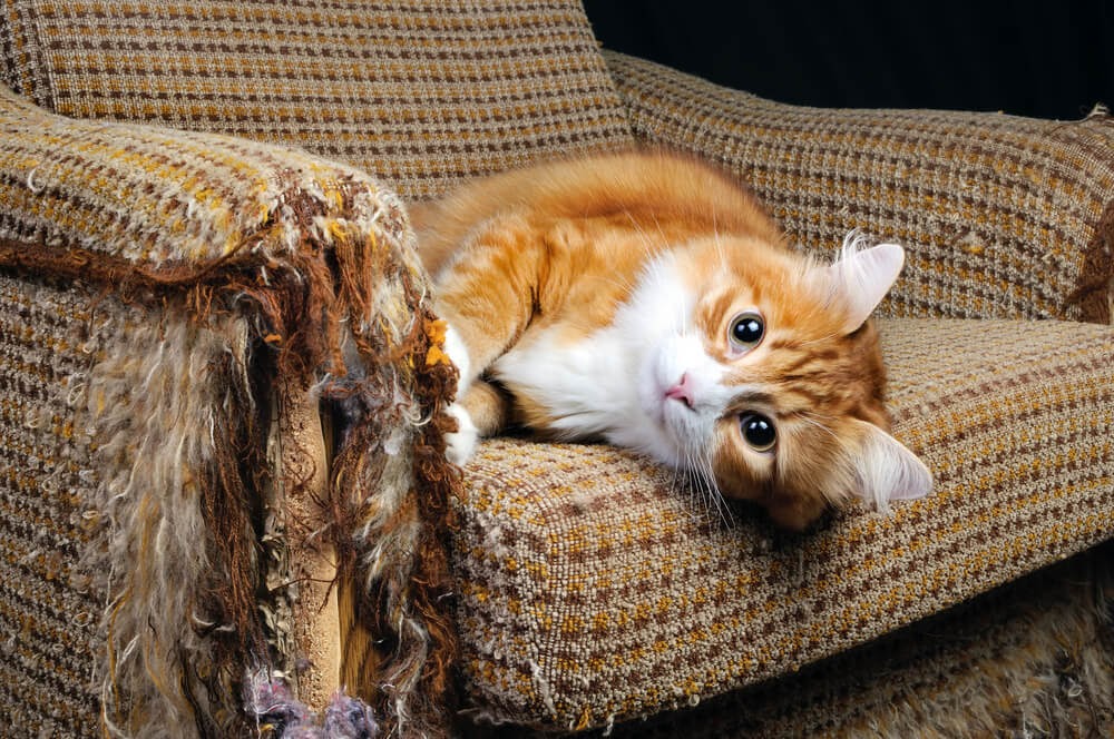 gato a descansar num sofá arranhado