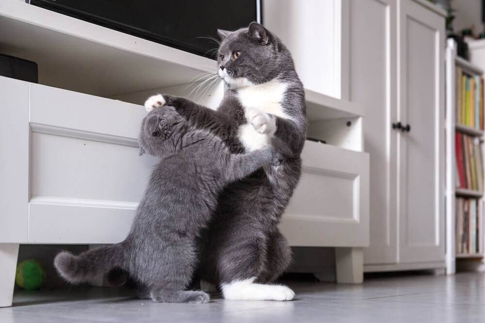 Signs Of Tension Between Cats Take The Quiz