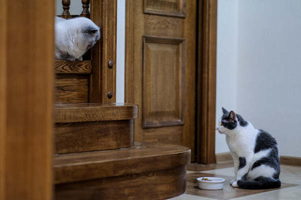 two cats stare at each other conflict