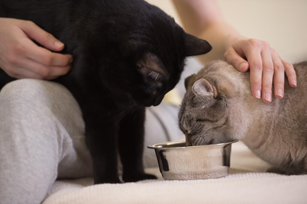 2 cats drinking from the same bowl