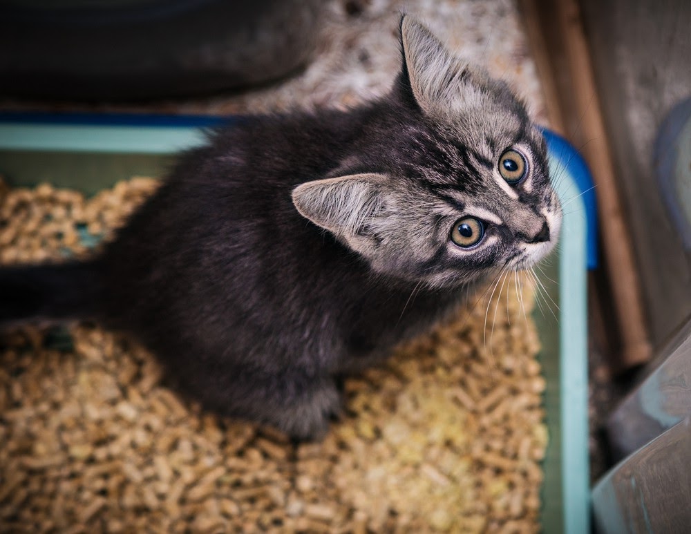 Keep a clean litter box for your cat