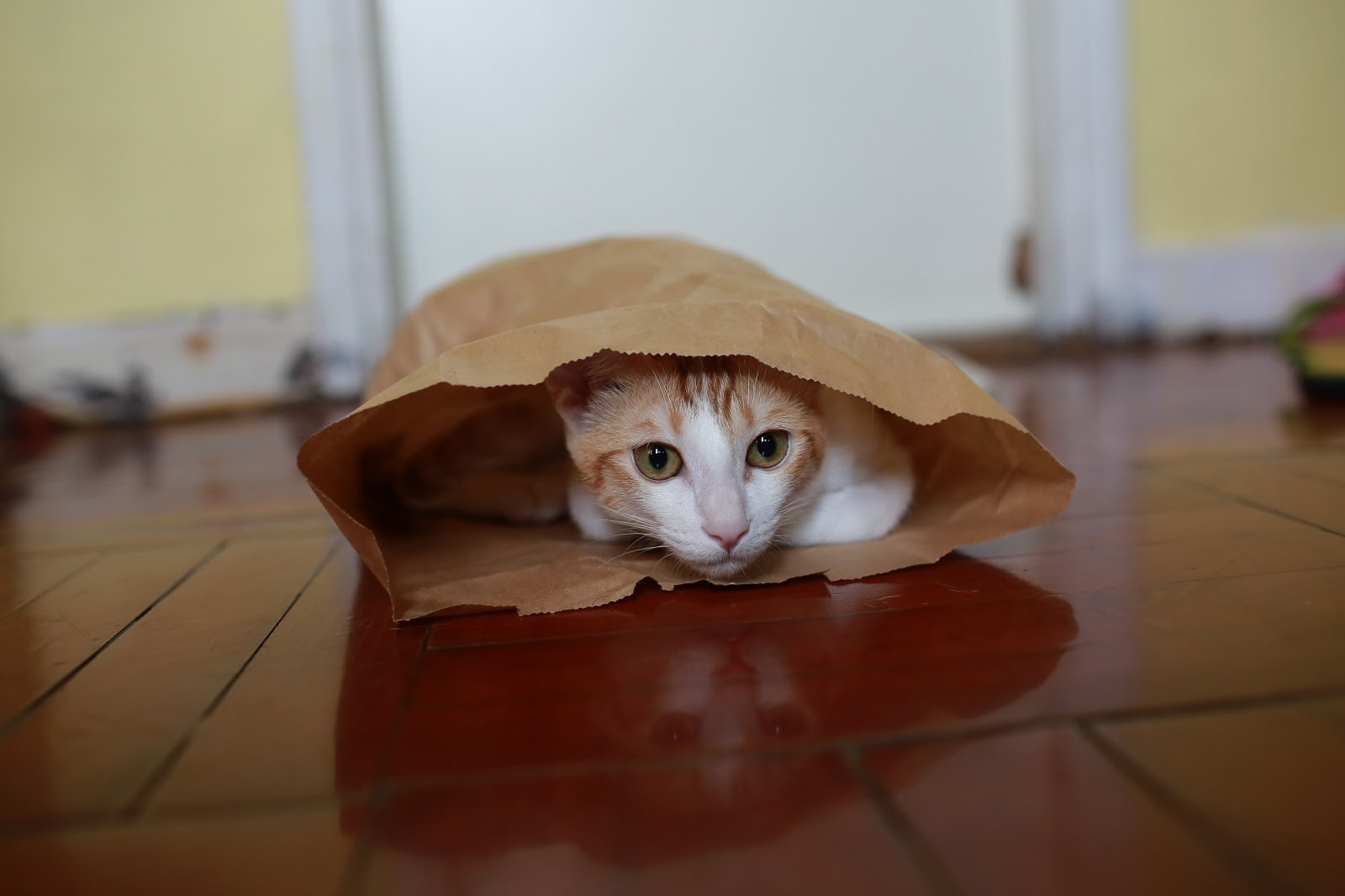 Cat hide and seek in a bag
