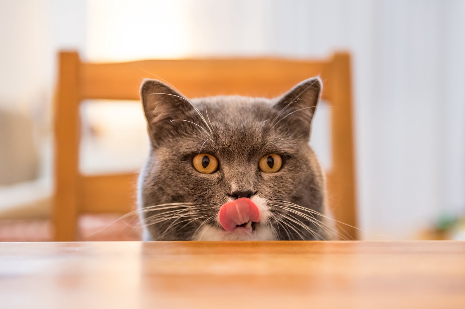 Your cat loves tasty treats