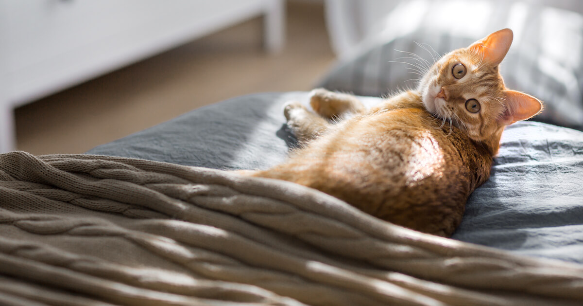 waarom plast mijn kat op bed en wat kan ik eraan doen