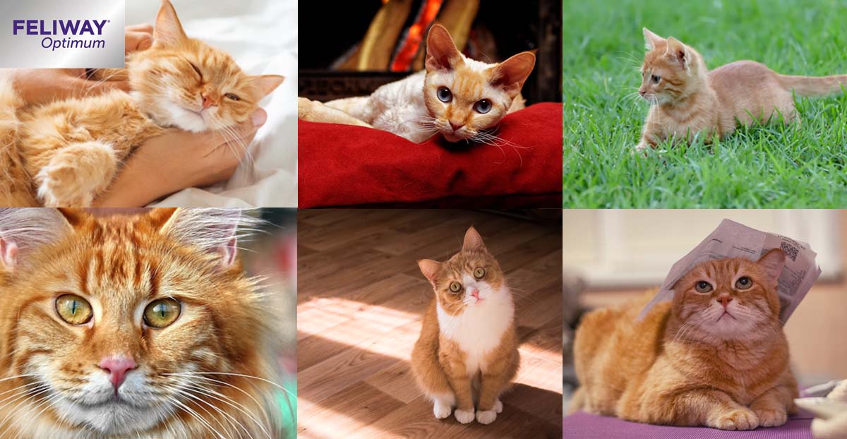 Chromatisch vergeten voor de helft 12 redenen waarom roodharige katten zo speciaal zijn