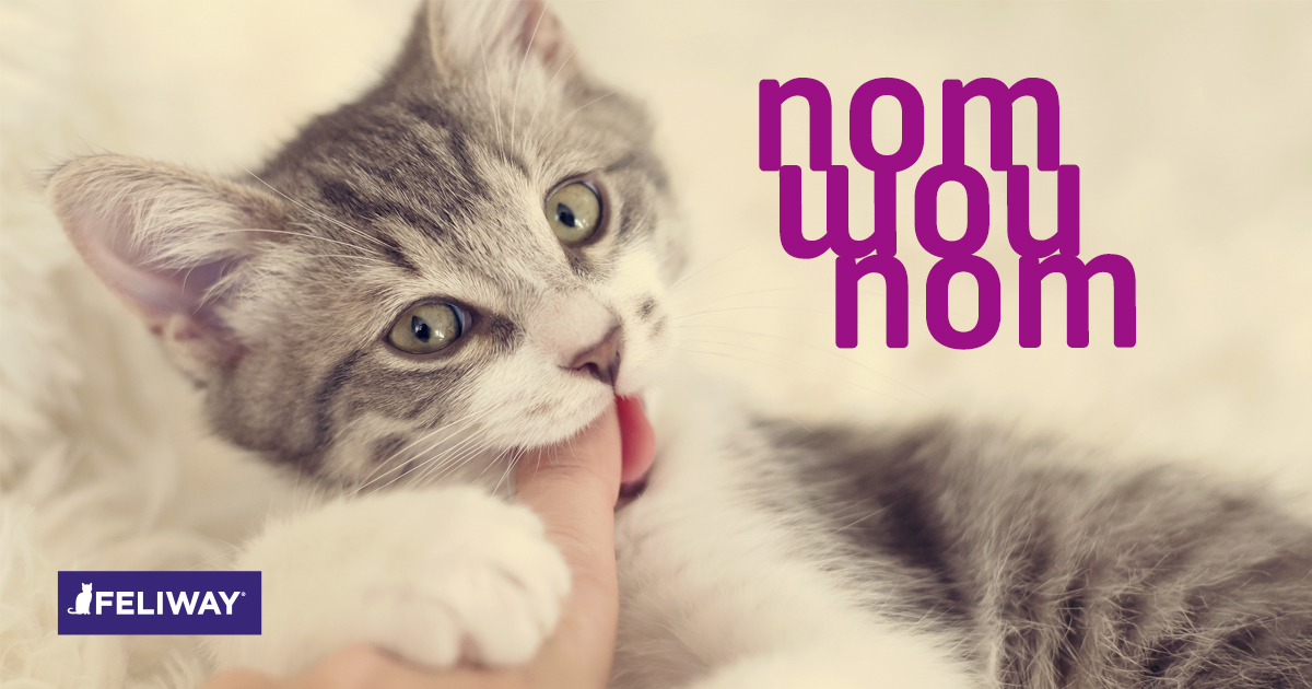 Pijl Pebish strak 8 tips om te voorkomen dat jouw kitten jou bijt of krabt