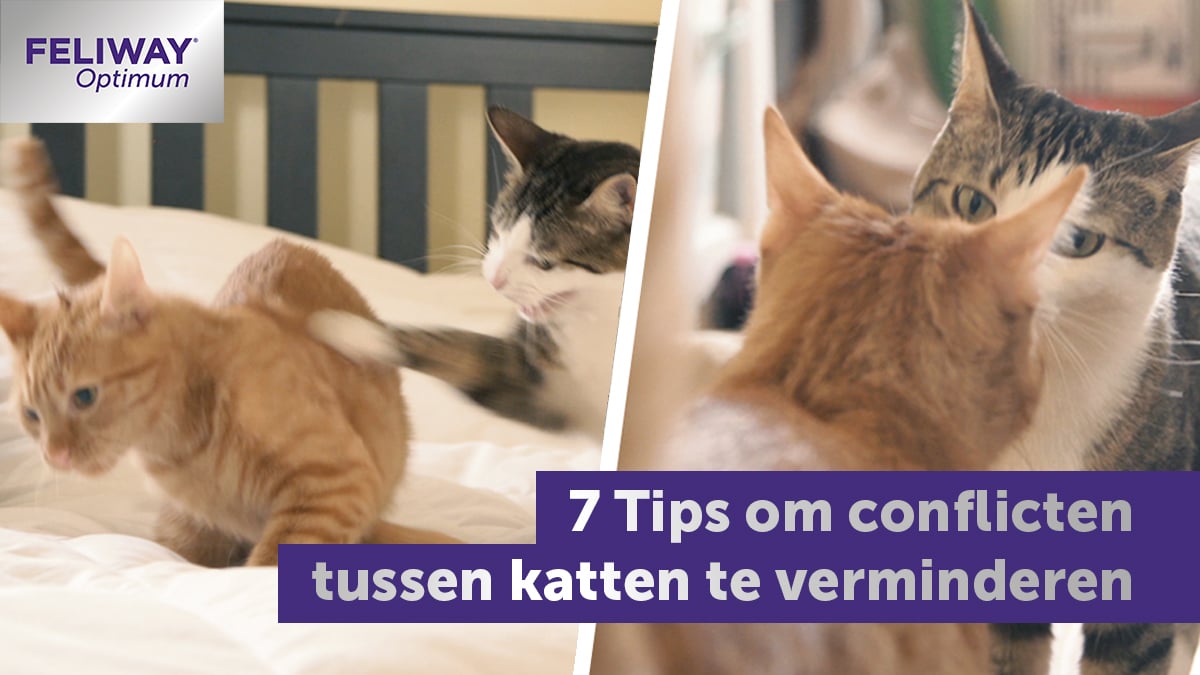 Kreek Ver weg Beter 7 Tips om conflicten tussen katten te verminderen