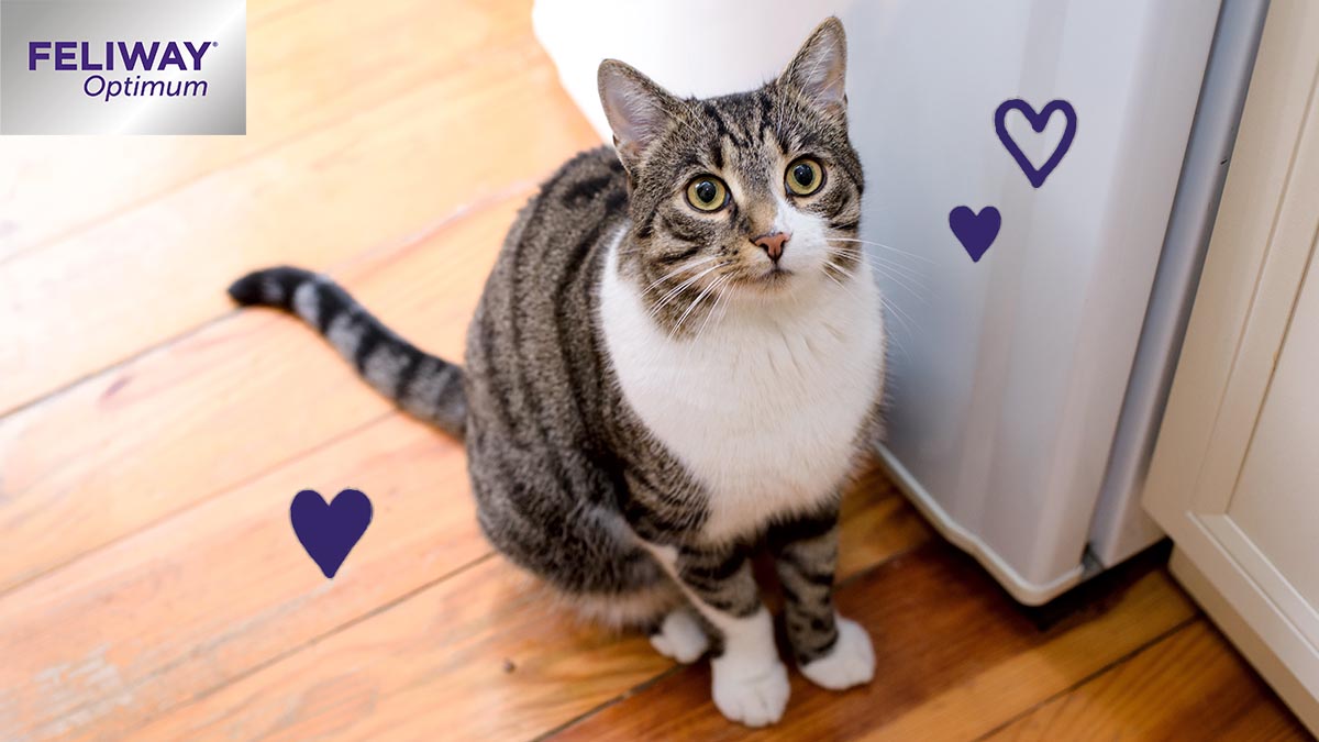 Kader Beschuldigingen Definitie 8 verrassende manieren waarop katten tonen dat ze van je houden