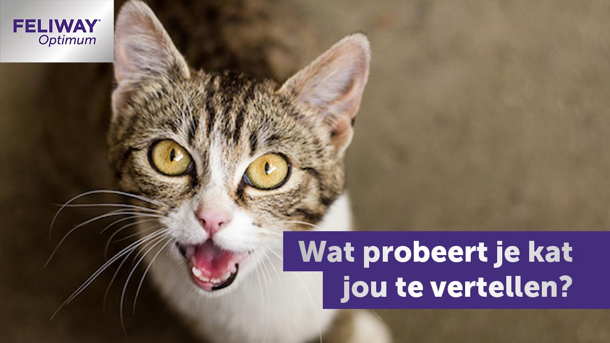 Wat Probeert Je Kat Jou Te Vertellen?