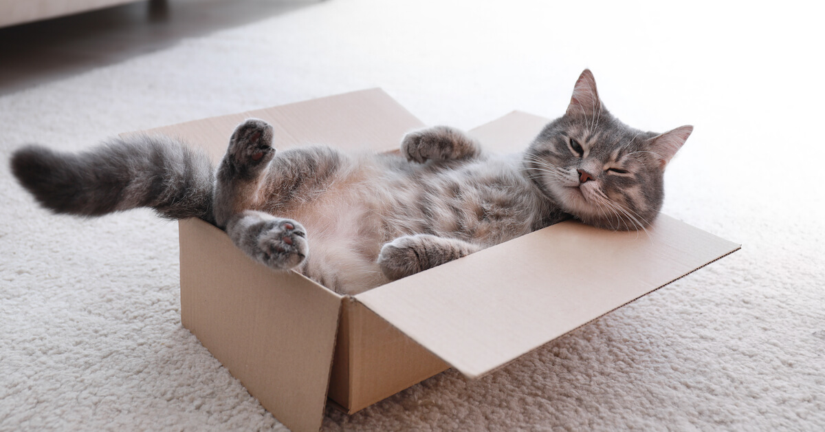 Foto tevredenheid Gewoon Dit is waarom jouw kat zo graag in kartonnen dozen zit!