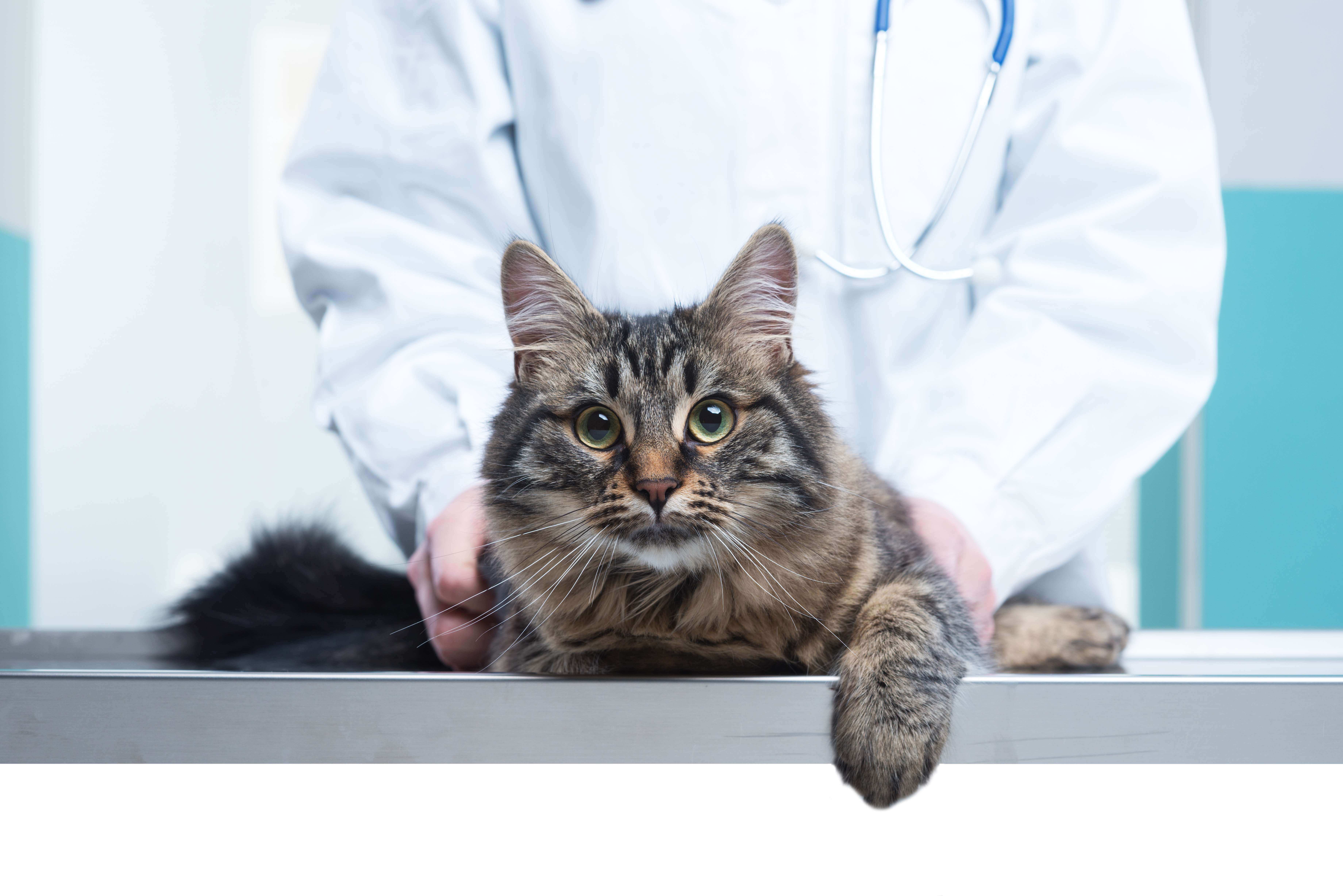 Coronavirus: 3 belangrijke tips voor katteneigenaren