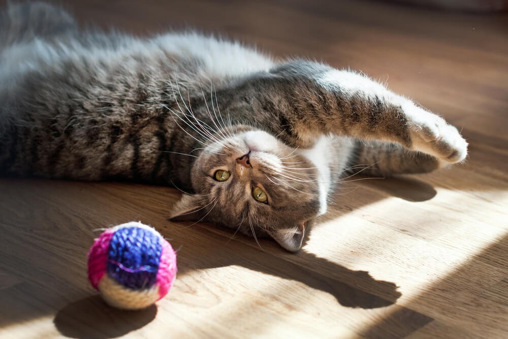 cat toys for active cats