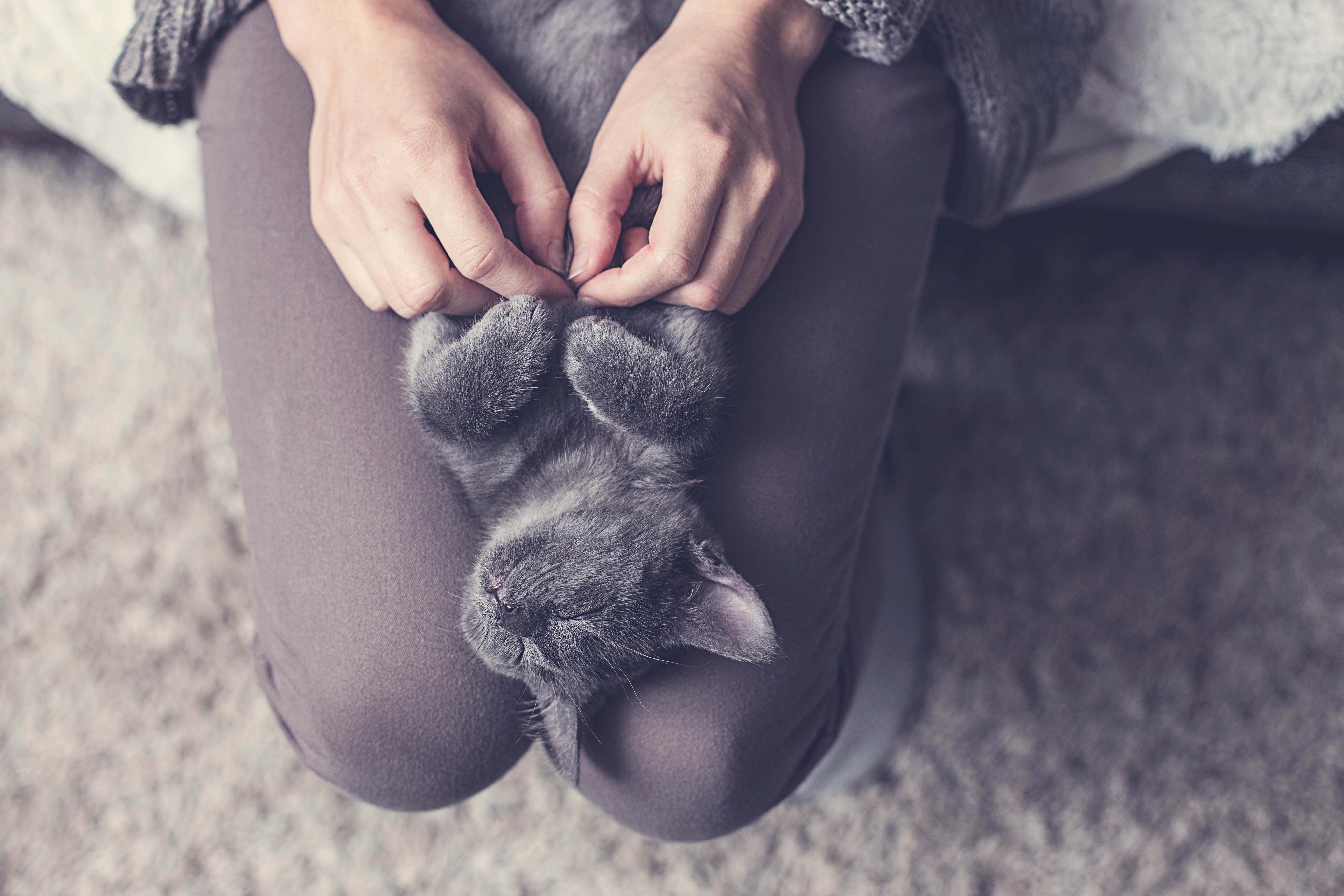 5 Tips to Stroke Your Cat Like a Pro!
