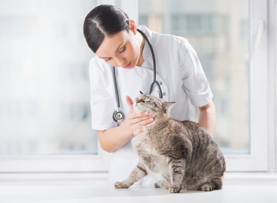 Come eseguire il check up del gatto a casa