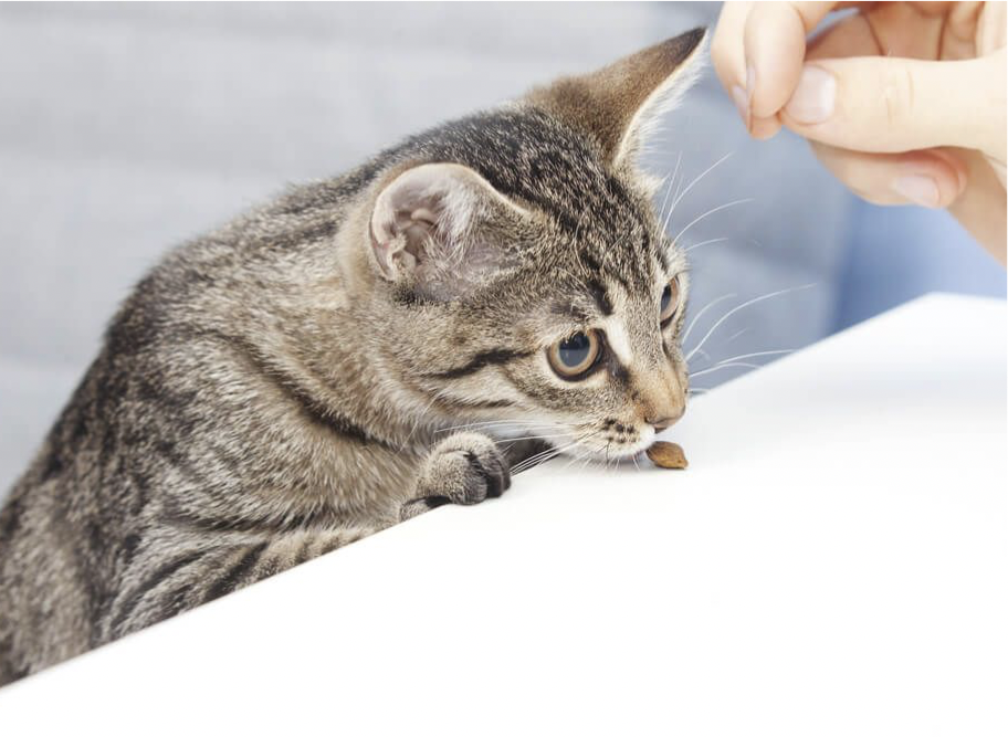 Quali sono i vantaggi di fare un check up del gatto a casa