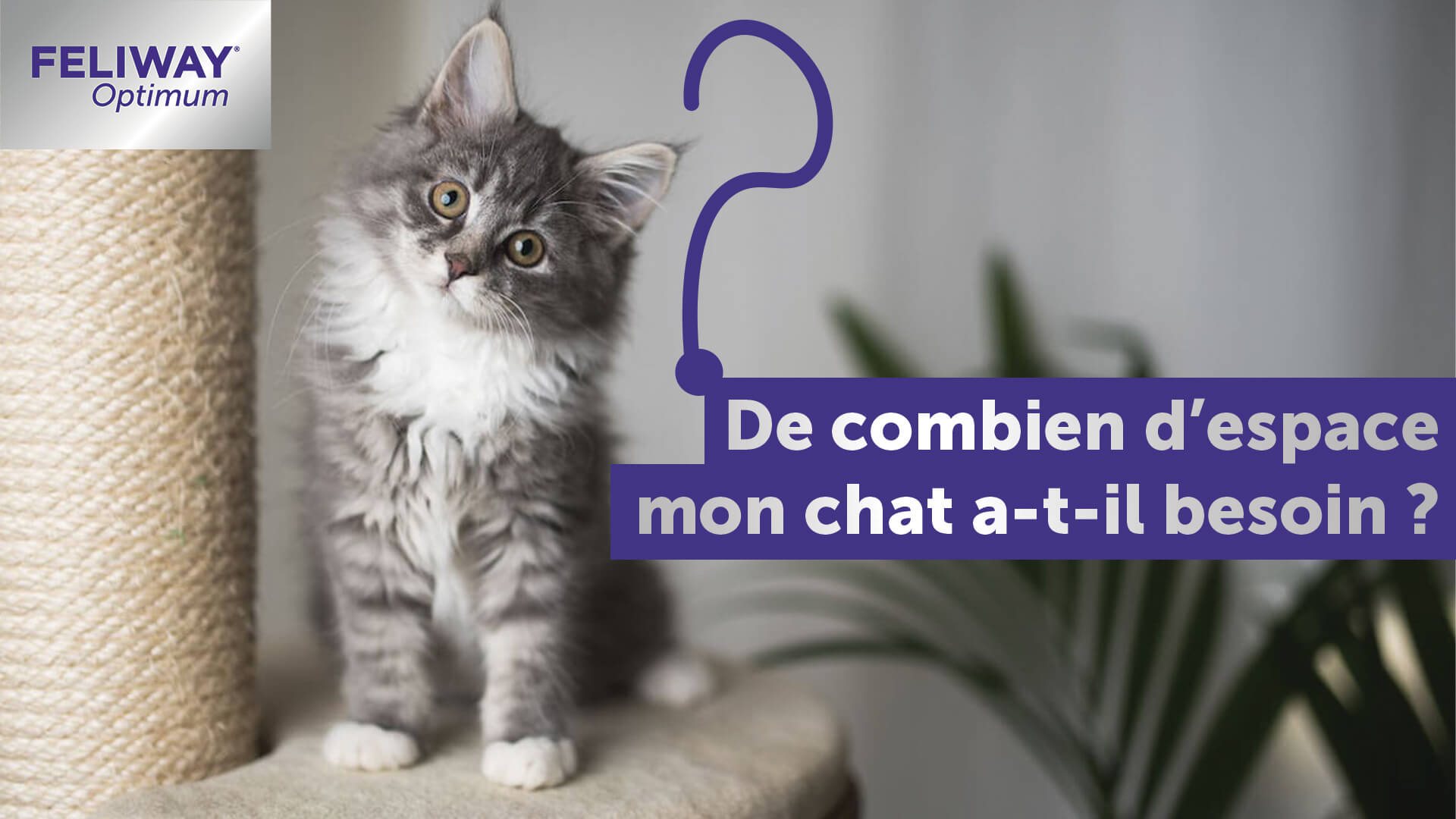 De Combien De Place Un Chat A T Il Besoin