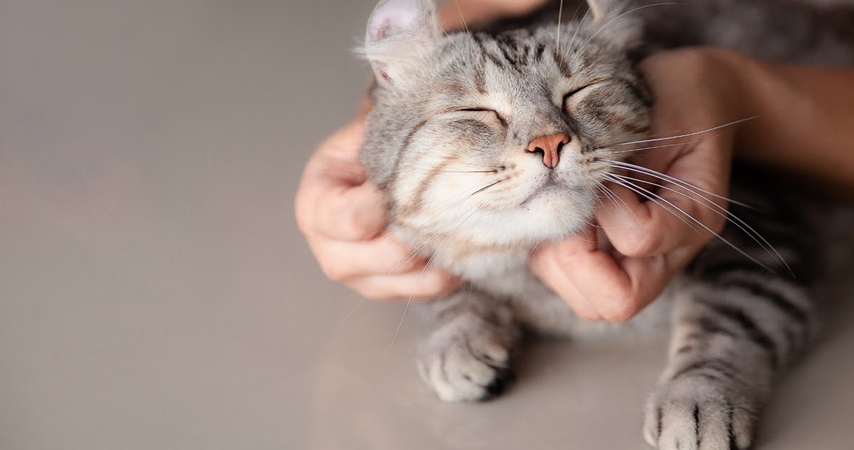 Cat superpowers to help you relax