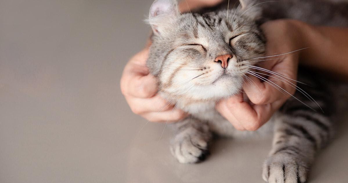 Il tuo gatto ha il super potere di farti sentire meno stressato