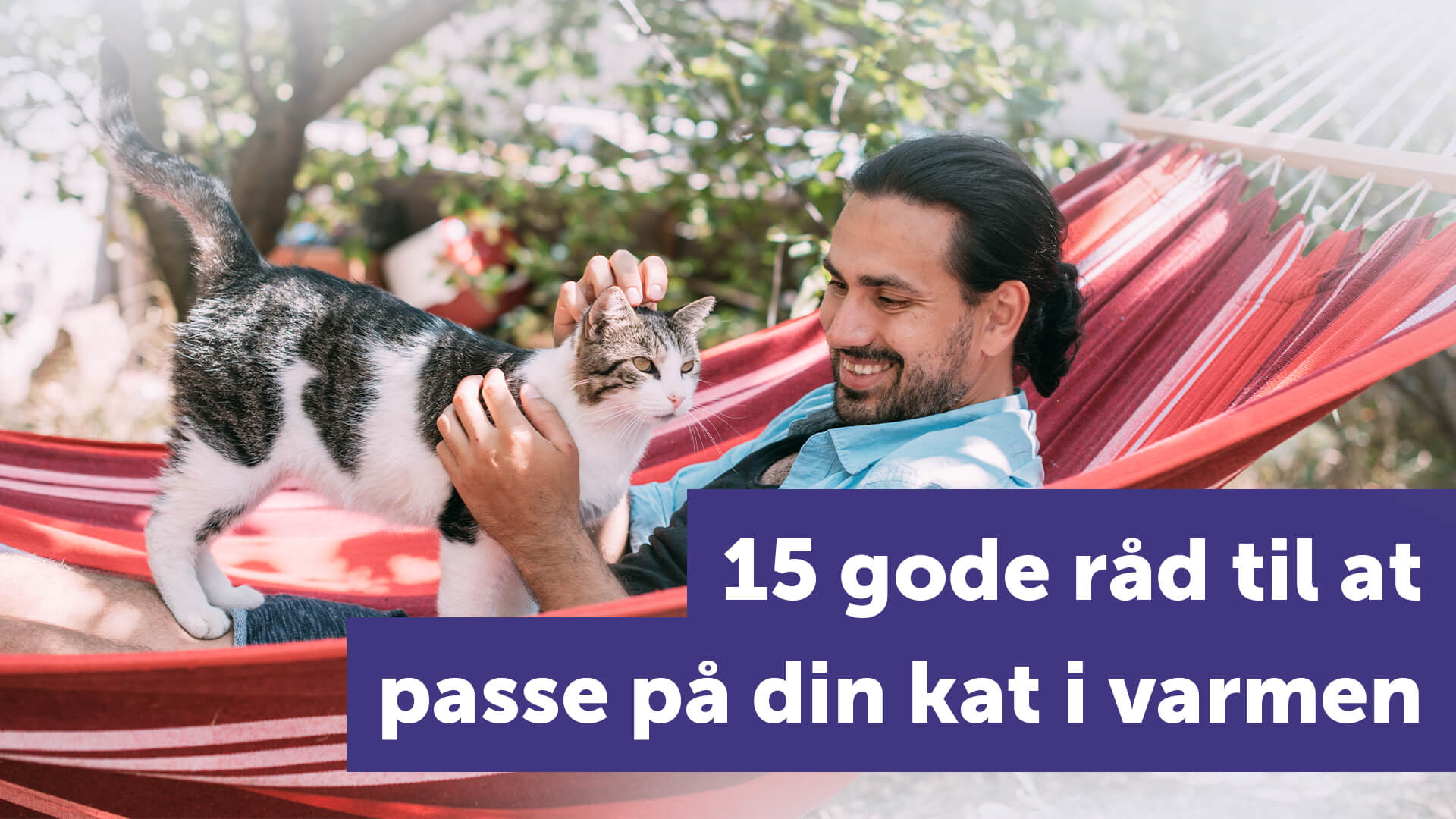 omvendt Svig Devise 15 gode råd til at passe på din kat i varmen
