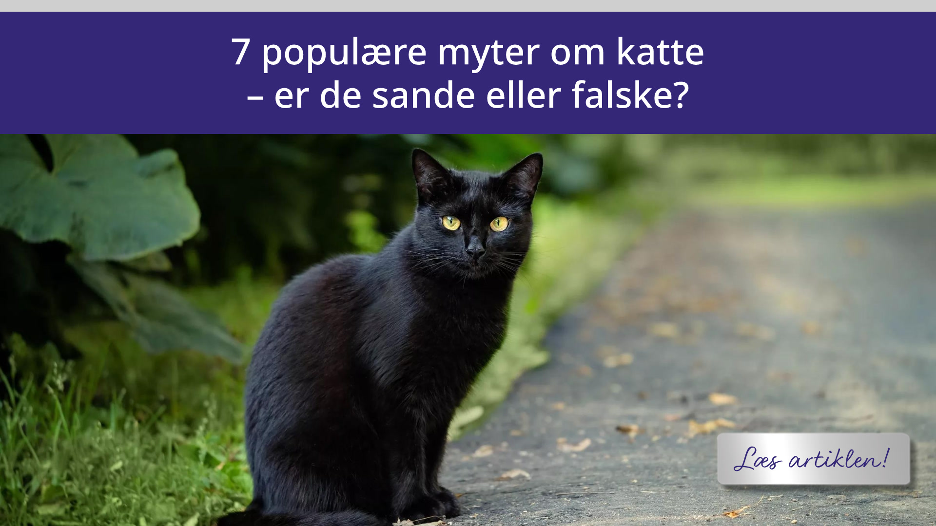 7 populære myter om katte - er de sande eller falske?