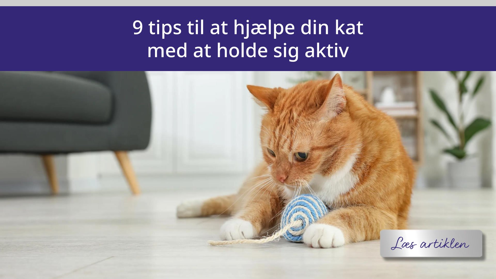 9 tips til at hjælpe din kat med at holde sig aktiv