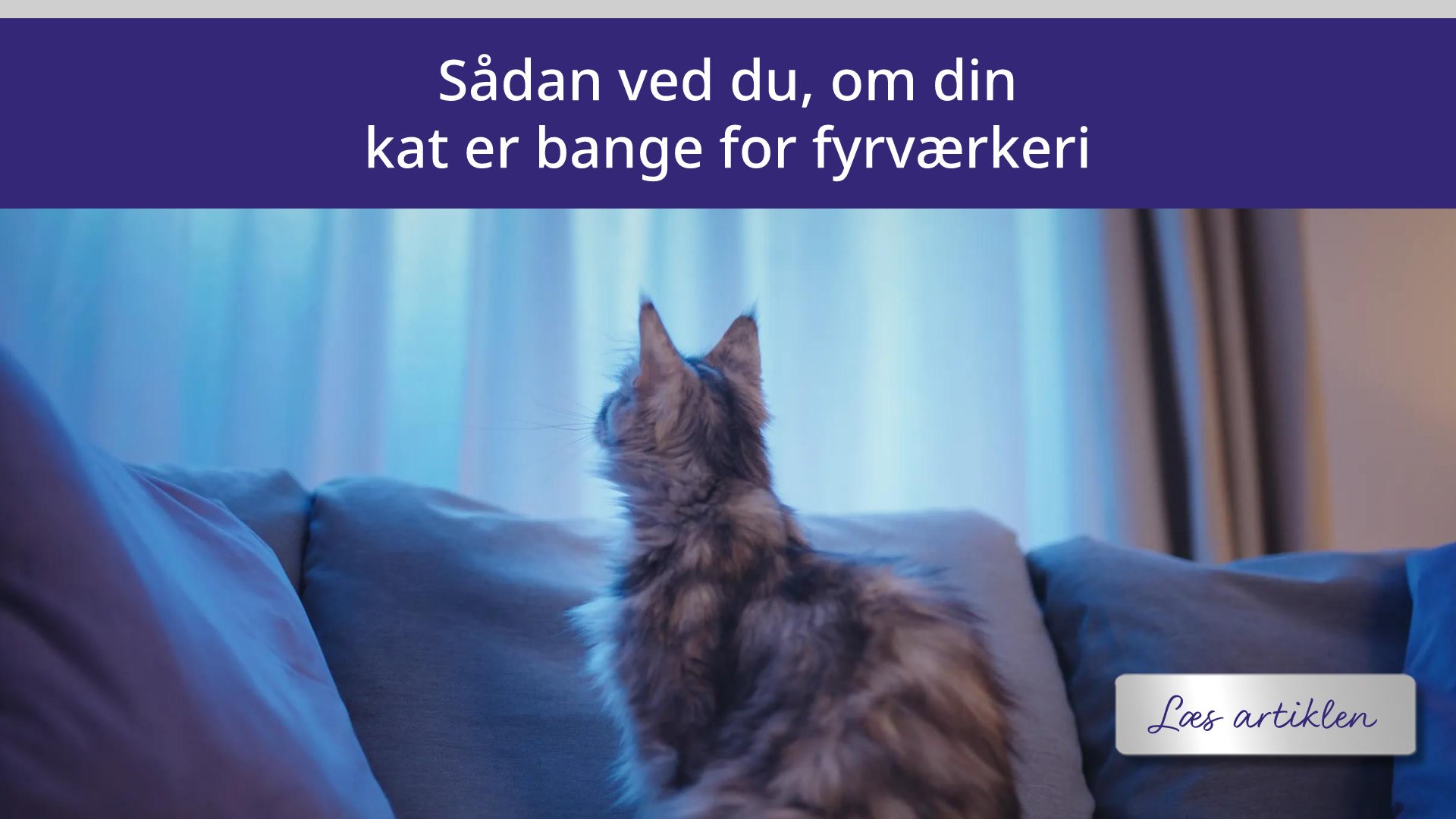 Sådan ved du, om din kat er bange for fyrværkeri