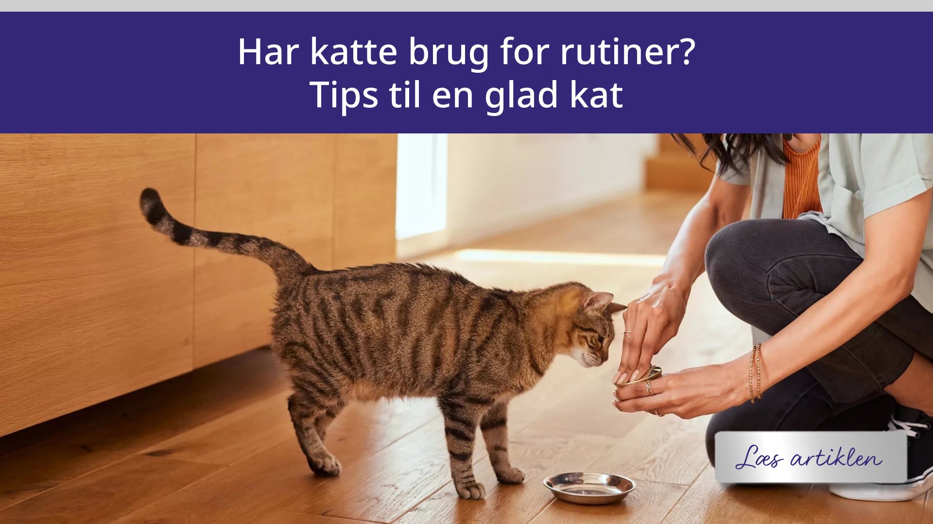 Har katte brug for rutiner? Tips til en glad kat