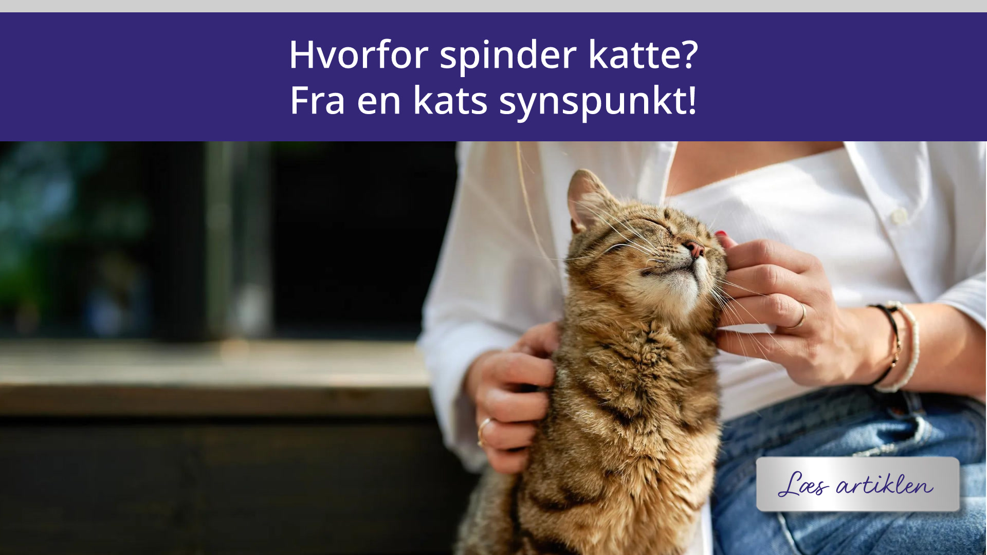 Hvorfor spinder katte? Fra en kats synspunkt