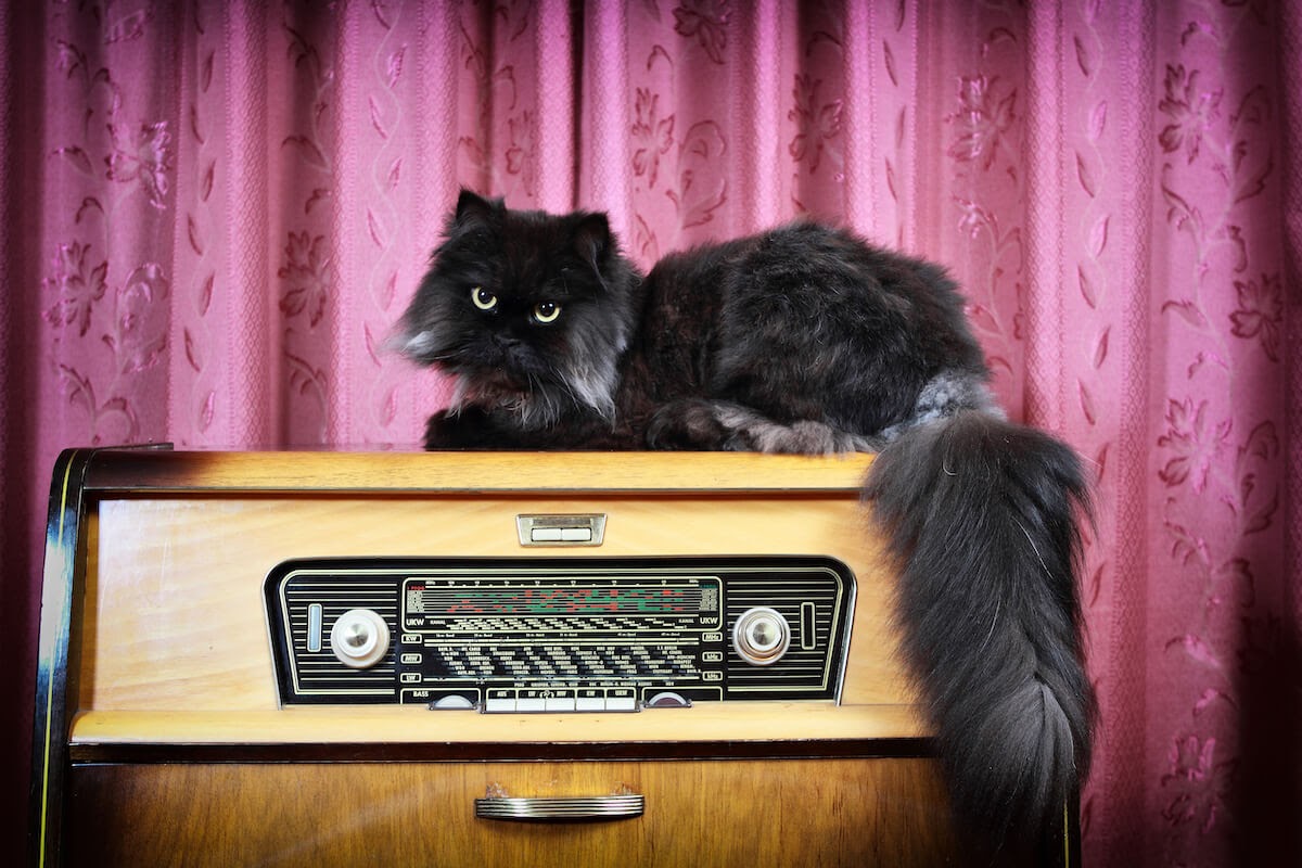 Music can help to smoothe your cat