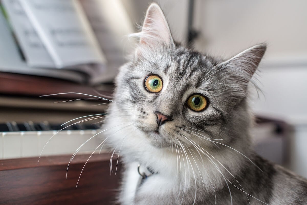 Cat-specific music is designed around sounds that cats are expected to find pleasing