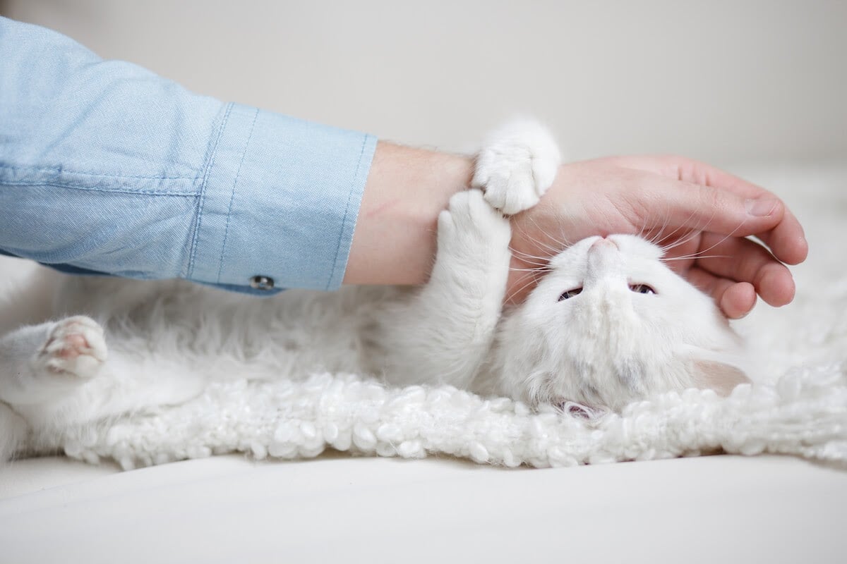 Why do my cats never sit still when I'm petting them? They obviously want  to be pet because they nudge my face and hands purring, but they just don't  sit still. 