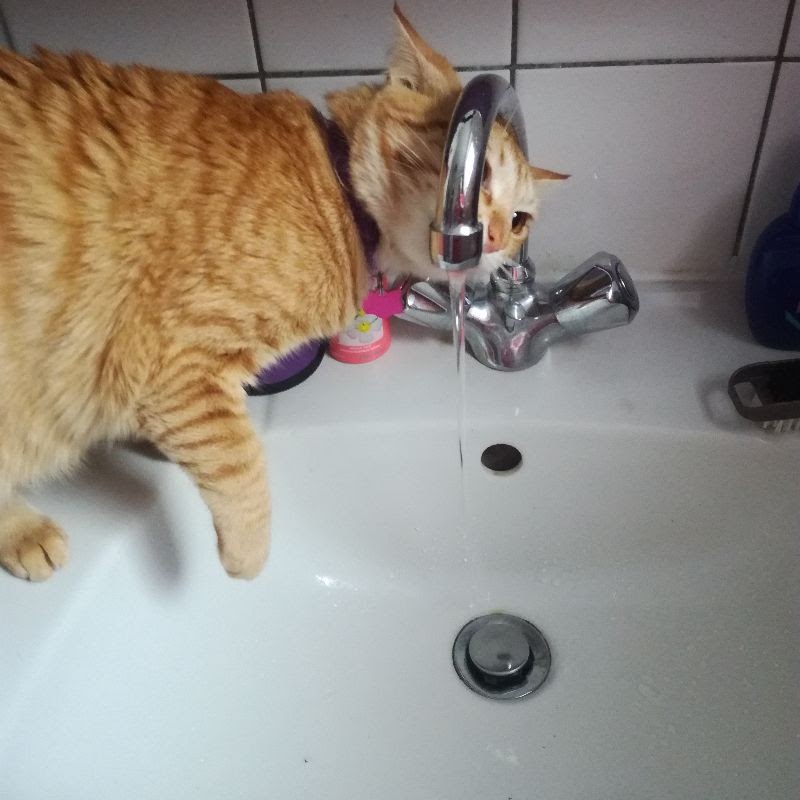 Cat's point of view drinking water