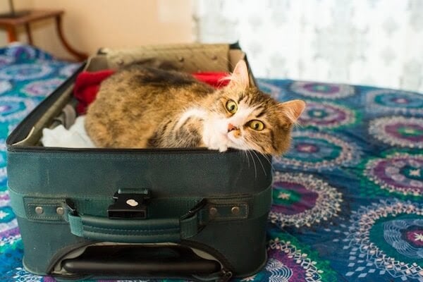 Cat in suitcase