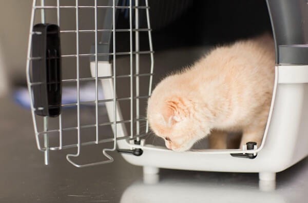 Cat getting out of a carrier