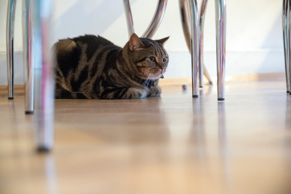 your cat might be frightened