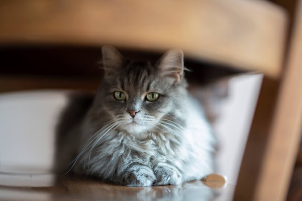 let your cat hide if they need to