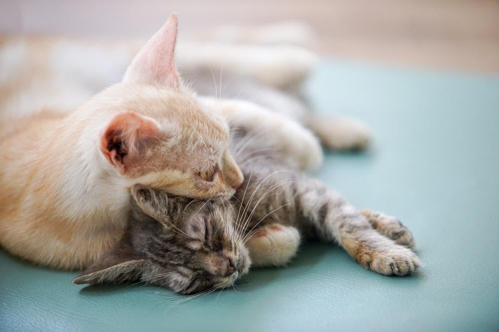 cats napping together